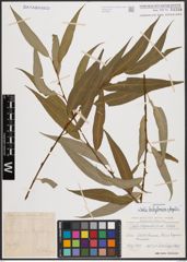 Salix babylonica L. x Salix fragilis L.